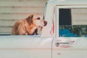 Travelling with Pets 